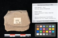 Foto (Objekt + Etikett) von Asterocalyx styriacus Ettingshausen (NHMW-GEO-2024-0188-0431)